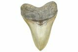 Serrated, Fossil Megalodon Tooth - North Carolina #368426-1